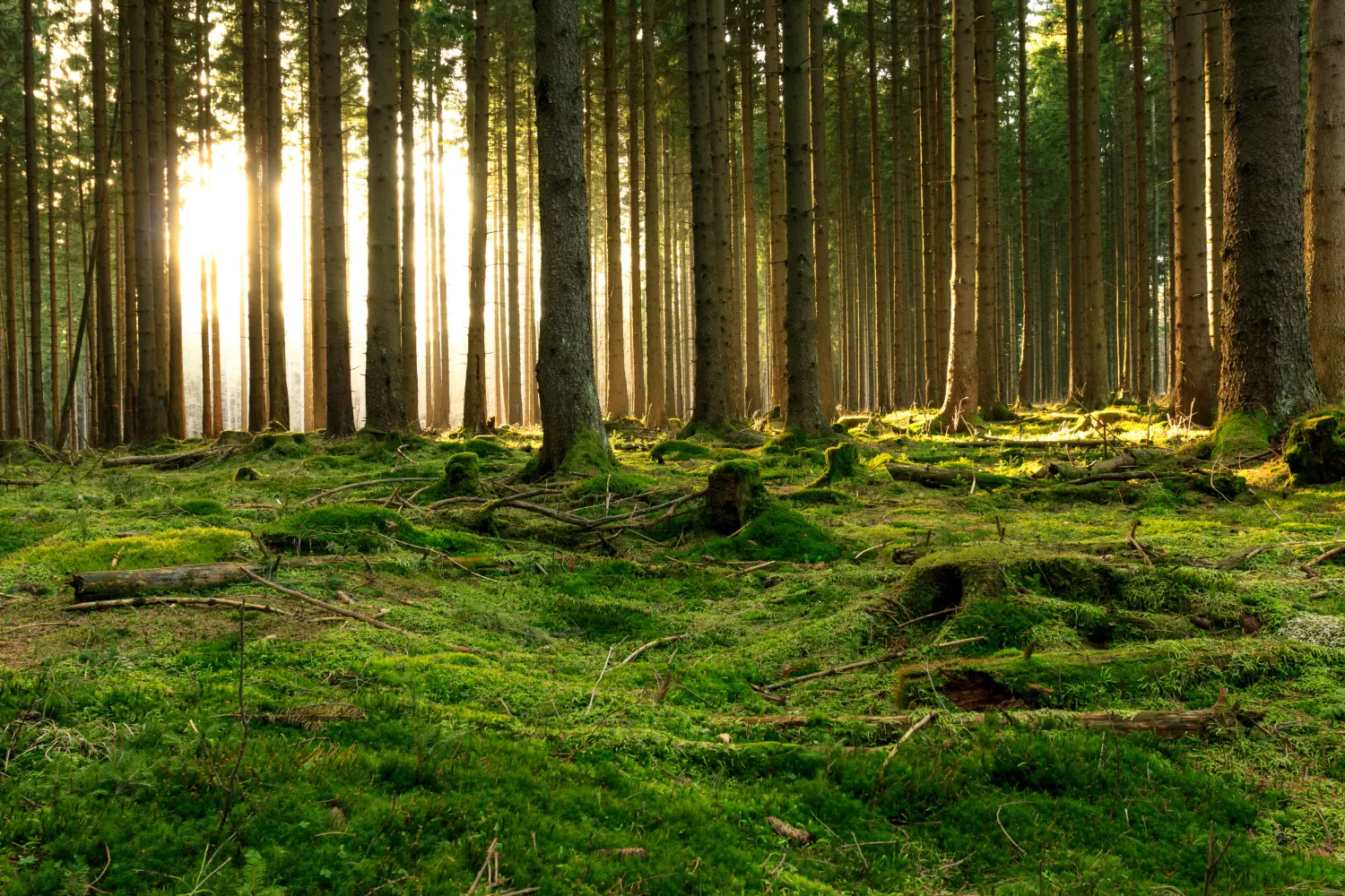 Waldflächen von Gutenberg Immobilien